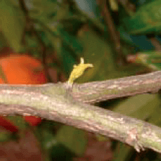 GRANBLACK Fertilizante Foliar Organomineral Premium Estágios Fenológicos da Laranja Abrolhamento
