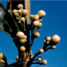 GRANBLACK Fertilizante Foliar Organomineral Premium Estágios Fenológicos da Laranja Corola