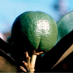 GRANBLACK Fertilizante Foliar Organomineral Premium Estágios Fenológicos da Laranja Crescimento dos Frutos