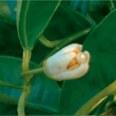 GRANBLACK Fertilizante Foliar Organomineral Premium Estágios Fenológicos da Laranja Estames Visíveis
