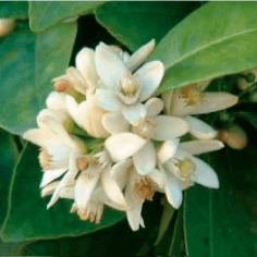 GRANBLACK Fertilizante Foliar Organomineral Premium Estágios Fenológicos da Laranja Floração B