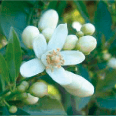 GRANBLACK Fertilizante Foliar Organomineral Premium Estágios Fenológicos da Laranja Floração