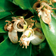 GRANBLACK Fertilizante Foliar Organomineral Premium Estágios Fenológicos da Laranja Queda das Pétalas