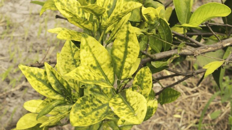 GRANBLACK Fertilizante Líquido Premium Post 4 fatos sobre o greening que talvez você não saiba
