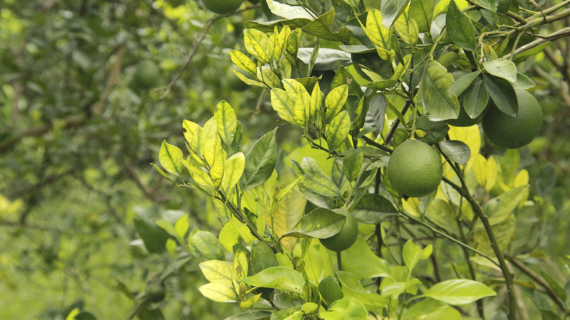 blogpost-08-Amazon-Fertilizantes-1 blogpost-08-Amazon-Fertilizantes-1