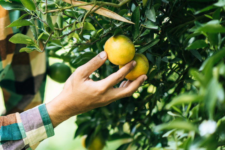 GRANBLACK Fertilizante Líquido Premium Post 7 Greening e faixa de borda: o que você sabe sobre os cuidados?