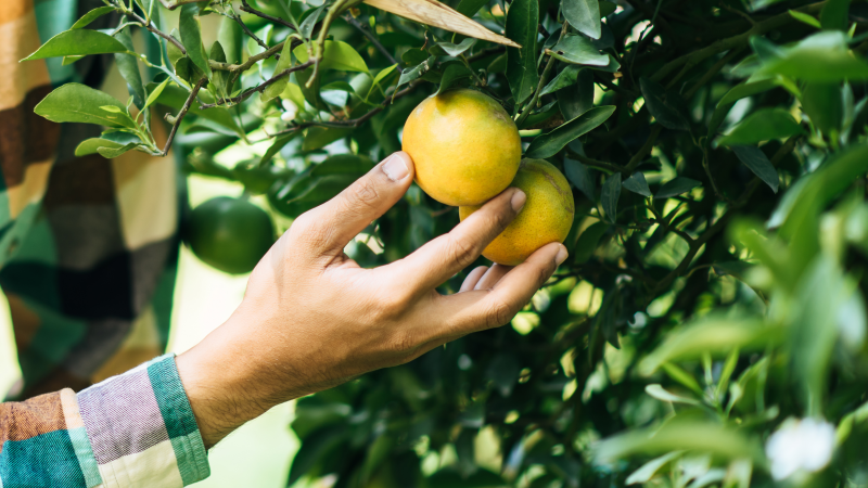 GRANBLACK Fertilizante Líquido Premium Post 7 Greening e faixa de borda: o que você sabe sobre os cuidados?
