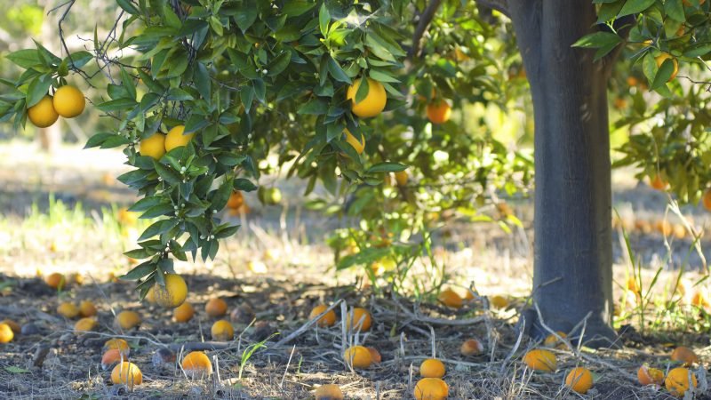 Beautiful orange tree in a wild garden
