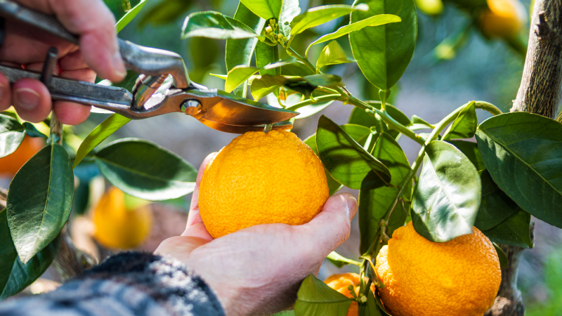 As-5-melhores-práticas-para-o-cultivo-de-citros As-5-melhores-práticas-para-o-cultivo-de-citros