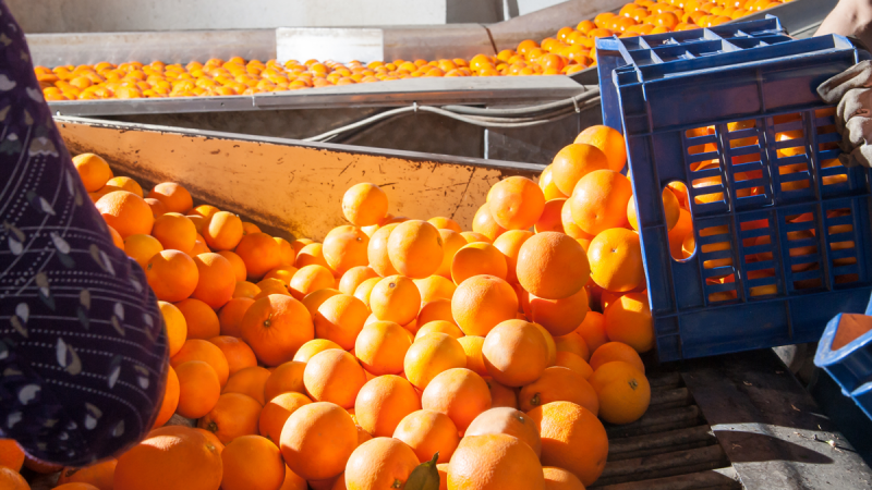 Fertilizantes-Organominerais-Classe-A-investimento-para-um-cultivo-mais-produtivo Fertilizantes-Organominerais-Classe-A-investimento-para-um-cultivo-mais-produtivo