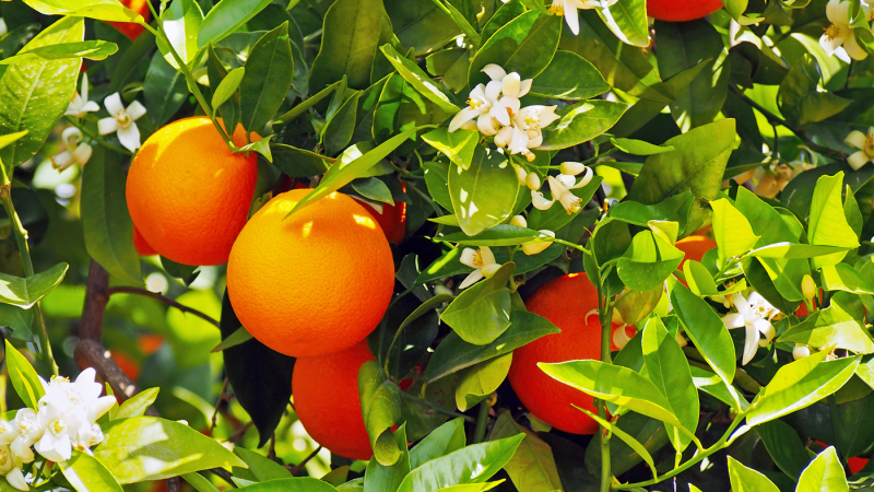 GRANBLACK-o-que-esperar-de-cada-etapa-de-aplicação