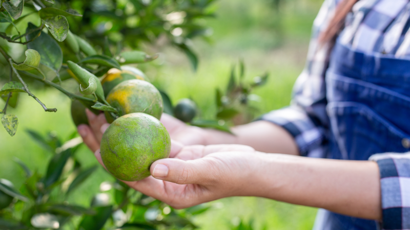 Monitoramento-do-psilídeo-eficaz-no-manejo-do-greening Monitoramento do psilídeo: eficaz no manejo do greening