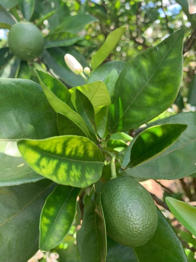 GRANBLACK Fertilizante Foliar Premium Greening O Super Guia Imagem de Planta de Citros Com Deficiência de Manganês Devido Ao Greening