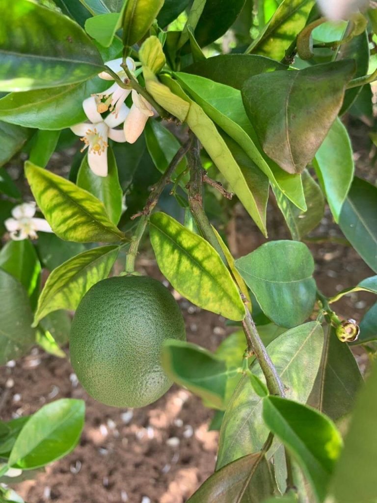 GRANBLACK Fertilizante Foliar Premium Greening O Super Guia Imagem de Planta de Citros Com Deficiência de Zinco Devido Ao Greening