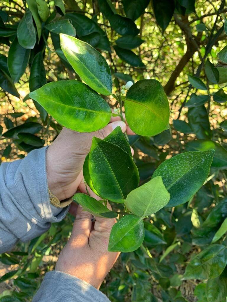 GRANBLACK Fertilizante Foliar Premium Greening O Super Guia Imagem de Sintoma do Greening Nas Folhas
