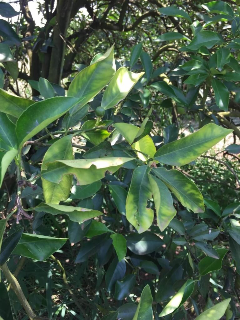 GRANBLACK Fertilizante Foliar Premium Greening O Super Guia Imagem de Sintomas de CVC